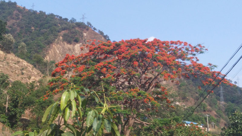 鳳凰花開紅似火-5.jpg